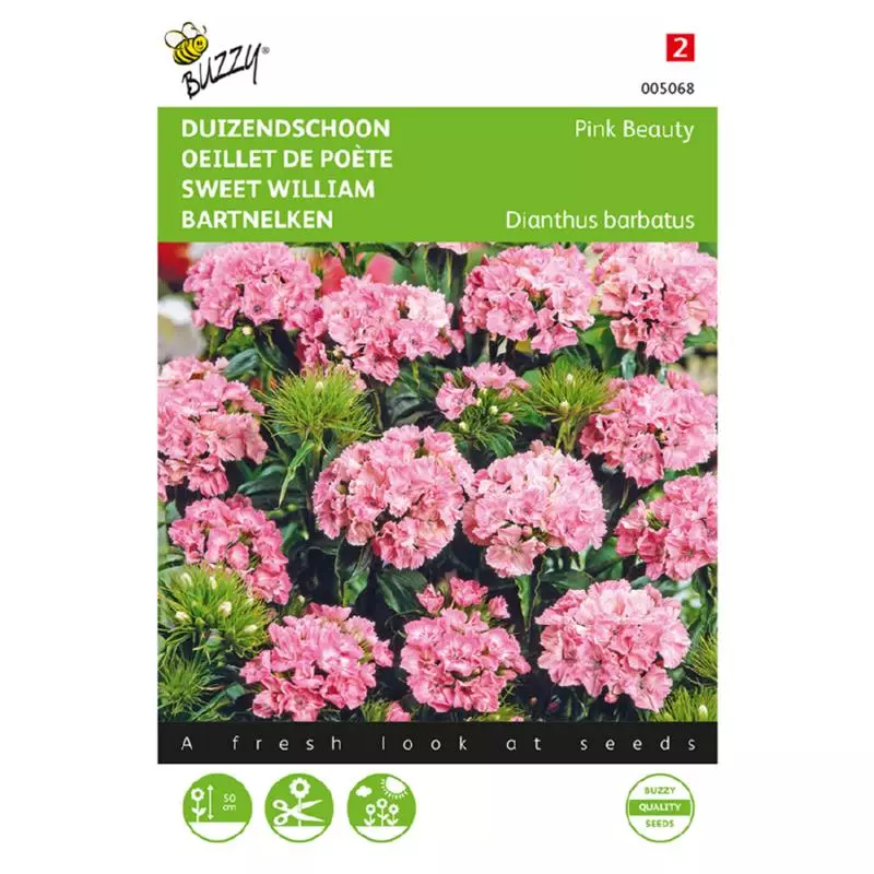 Dianthus Barbatus Pink G Groenrijk Raalte