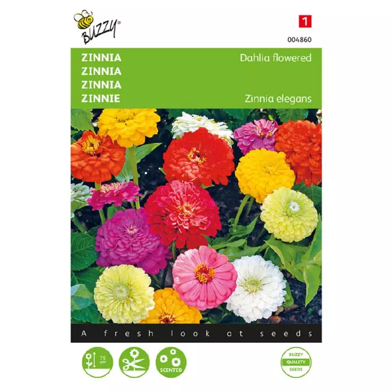 Zinnia Elegans Dubbel Dahliabl 1 5g GroenRijk Raalte