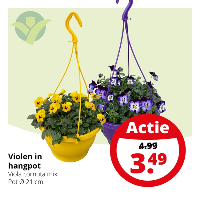 Weekaanbieding: Violen in hangpot