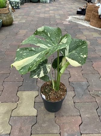 Monstera Thai Constellation P12/45CM - afbeelding 1