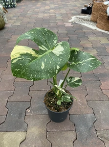 Monstera Thai Constellation P12/45CM - afbeelding 2