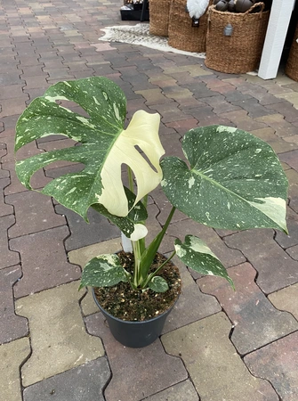 Monstera Thai Constellation P12/45CM - afbeelding 3